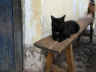 just a black cat
