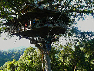 myself and the treehouse