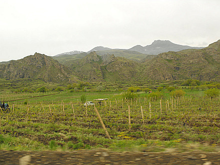wineyards around Areni